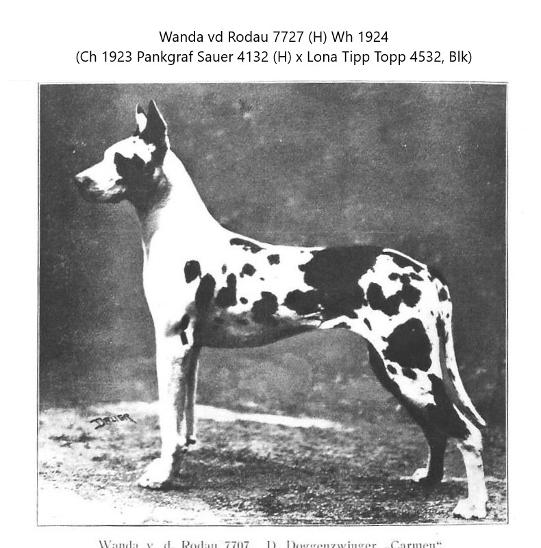 Wanda vd Rodau